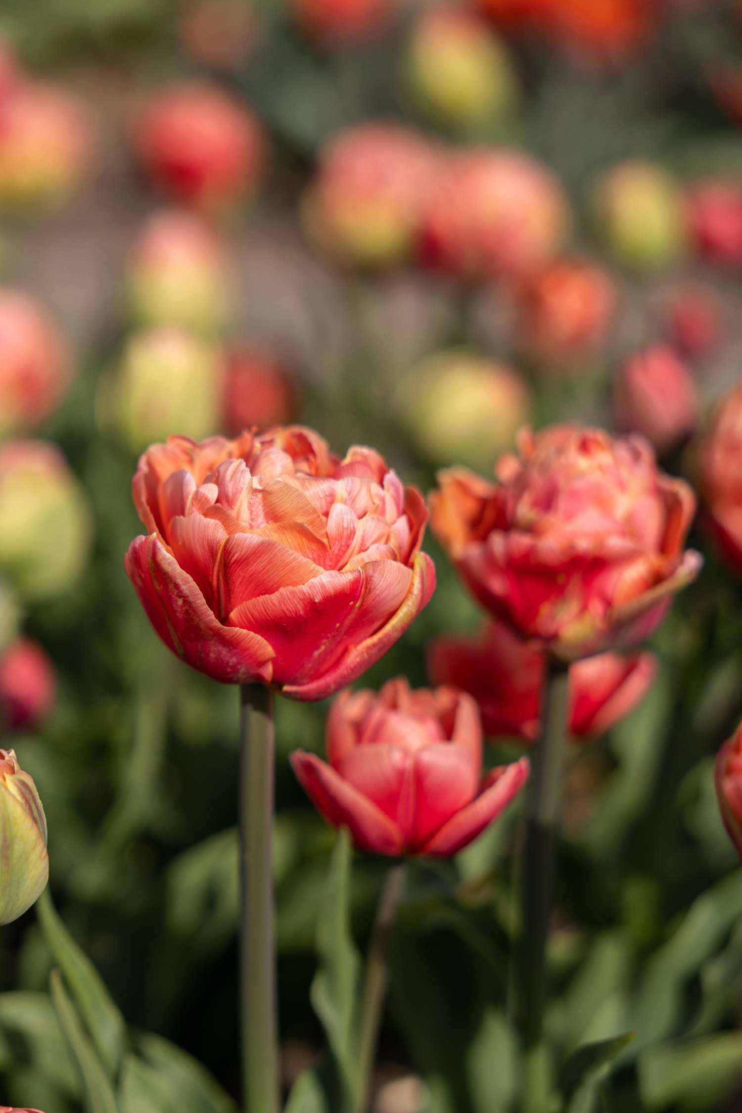 Tulppaani 'Copper Image'